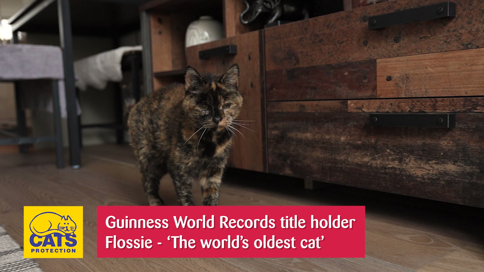 Guinness world records store oldest cat
