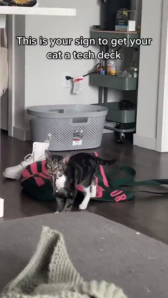 @weirdlilguys's photo on Kitty