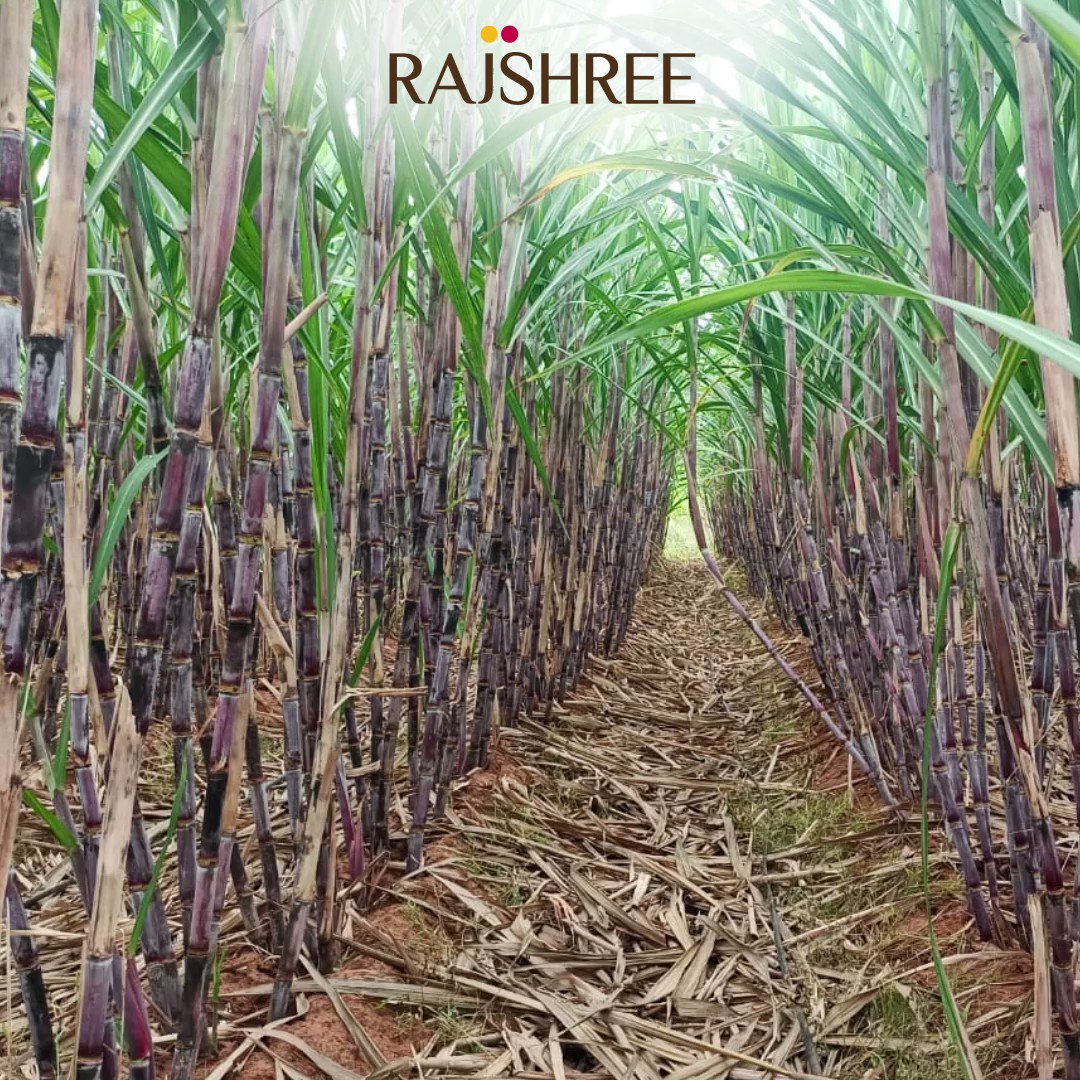 Rajshree Sugars (RajshreeSugars) / Twitter