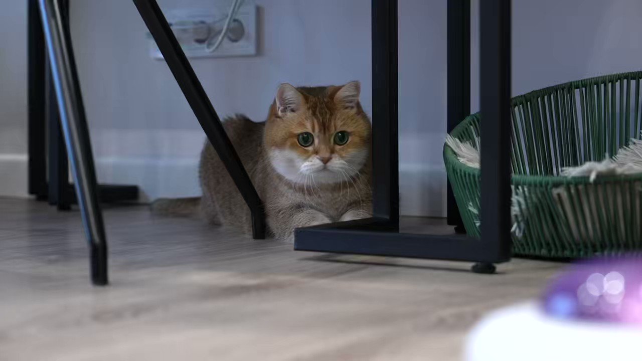 Hosico Cat On Twitter I Heard That UFOs Sometimes Take Cats Https hosico-cat-on-twitter-i-heard-that-ufos-sometimes-take-cats-https