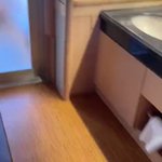ツイートに含まれる画像