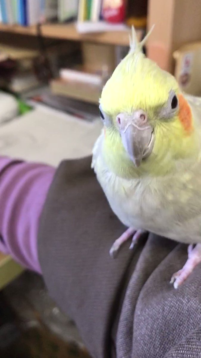 即納!最大半額!】【即納!最大半額!】オカメインコラブ様専用 基礎