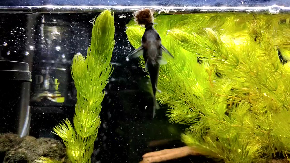 アカハライモリ 小型魚混泳水槽におすすめの両生類 俺視点 アカハライモリ 小型魚混泳水槽におすすめの両生類 俺視点
