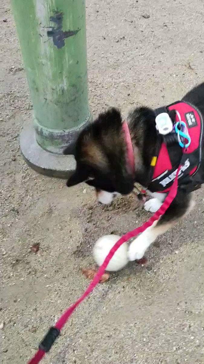 公園に落ちていたソフトボール⚾で遊び出したら大忙しです🤣 ＃犬との暮らし ＃犬との生活