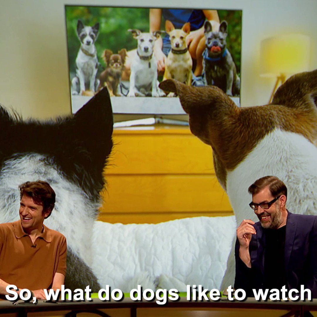 Quite Interesting on Twitter "What do dogs like to watch on TV? https