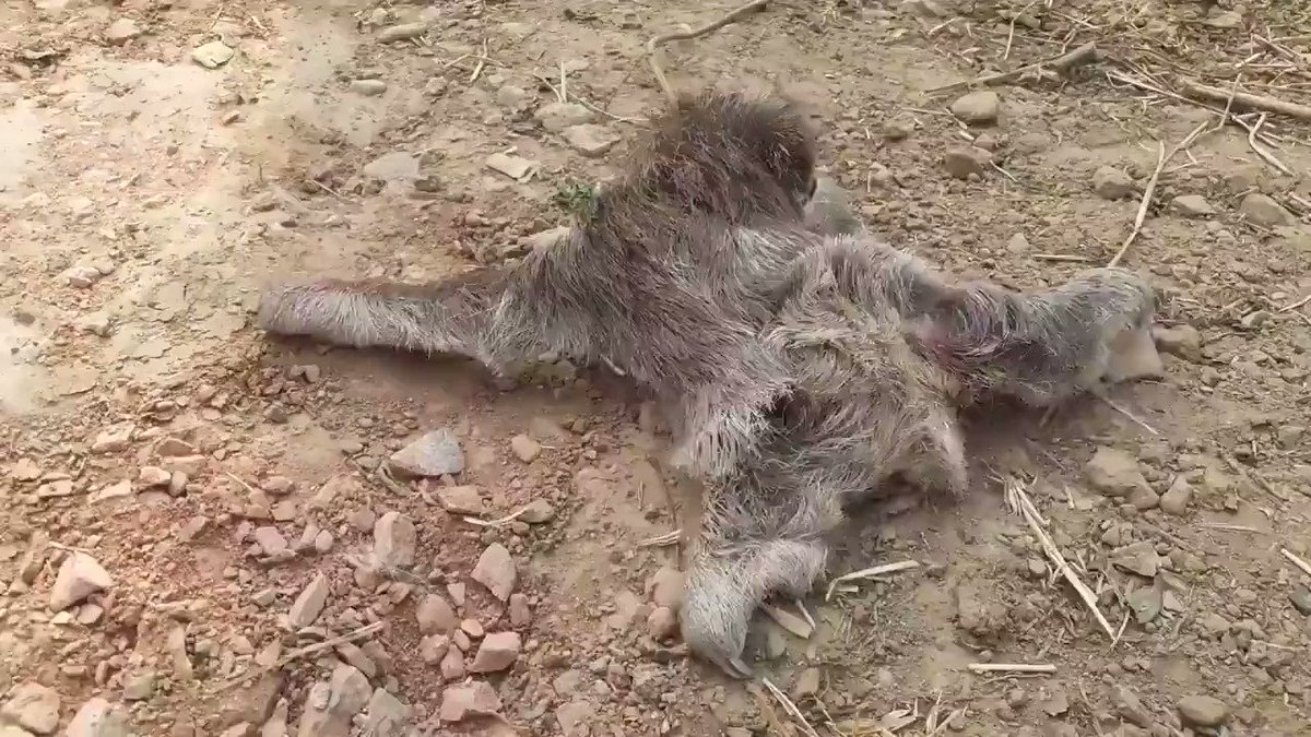 RT @1hakankapucu: Mom and baby sloth reunite after a fire, & time stops for a moment. https://t.co/npiE1aGjz5