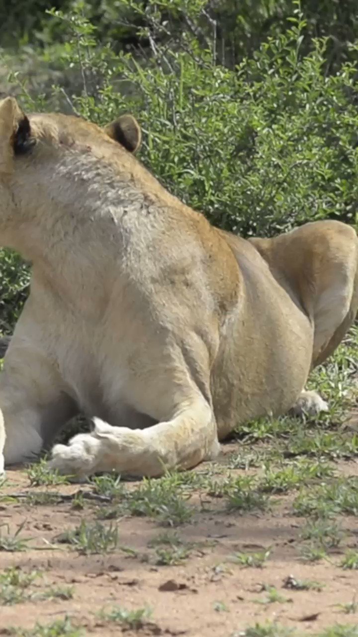 Pregnant Lioness Giving Birth