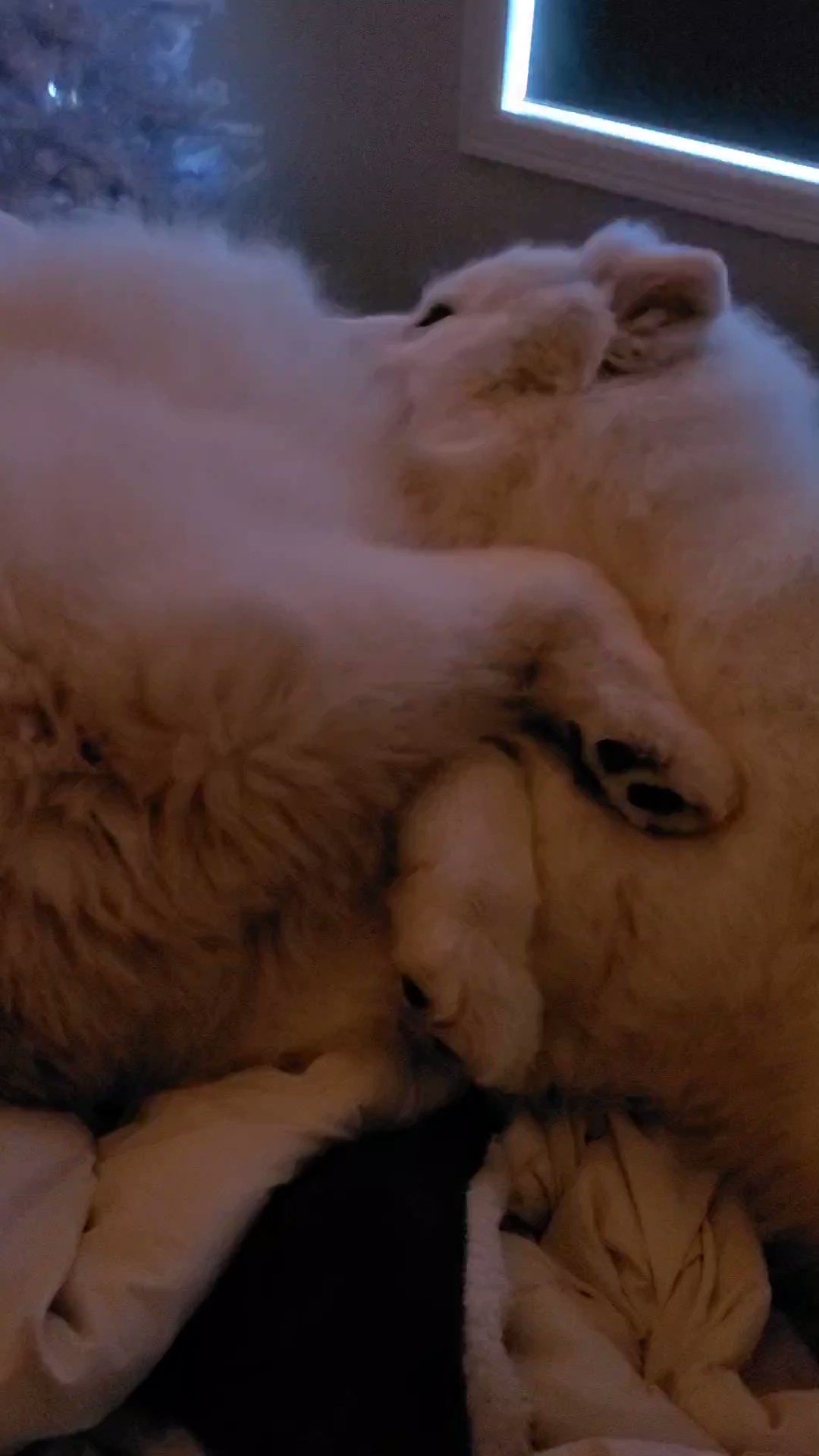 N7Seth on Twitter: "@MsVixen This video made my day better after such a