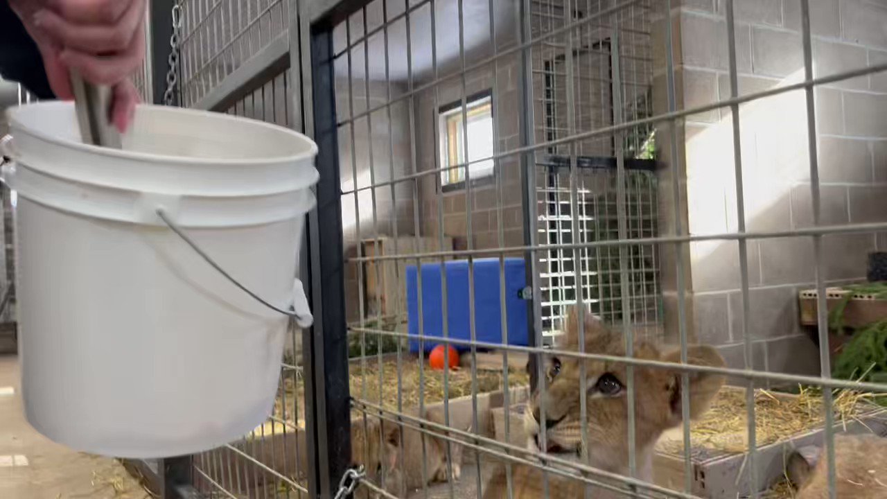 Rodeo hart overspringen Adam Duxter on Twitter: "🦁 ❤️ Look who's home! Lion cubs Prada, Taras,  Lesya and Stefania have arrived at the Wildcat Sanctuary in Minnesota from  all the way in Ukraine! The four