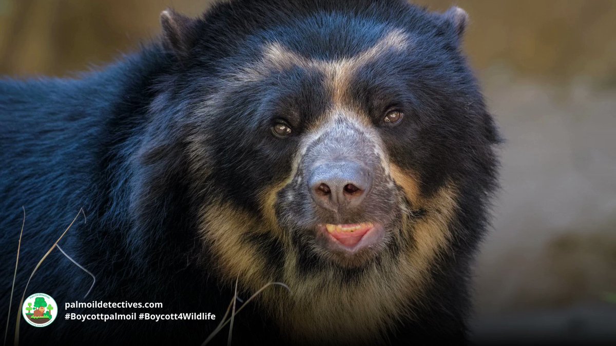 Spectacled Bears are the original peace-loving Paddington Bear in #Venezuela #Colombia #Peru #Ecuador. Threatened by #agriculture #mining and hunting - fight for them and #Boycottpalmoil  #Boycott4Wildlife https://t.co/WJtuKaUcgr via @palmoildetect https://t.co/KTOIy1sQFT