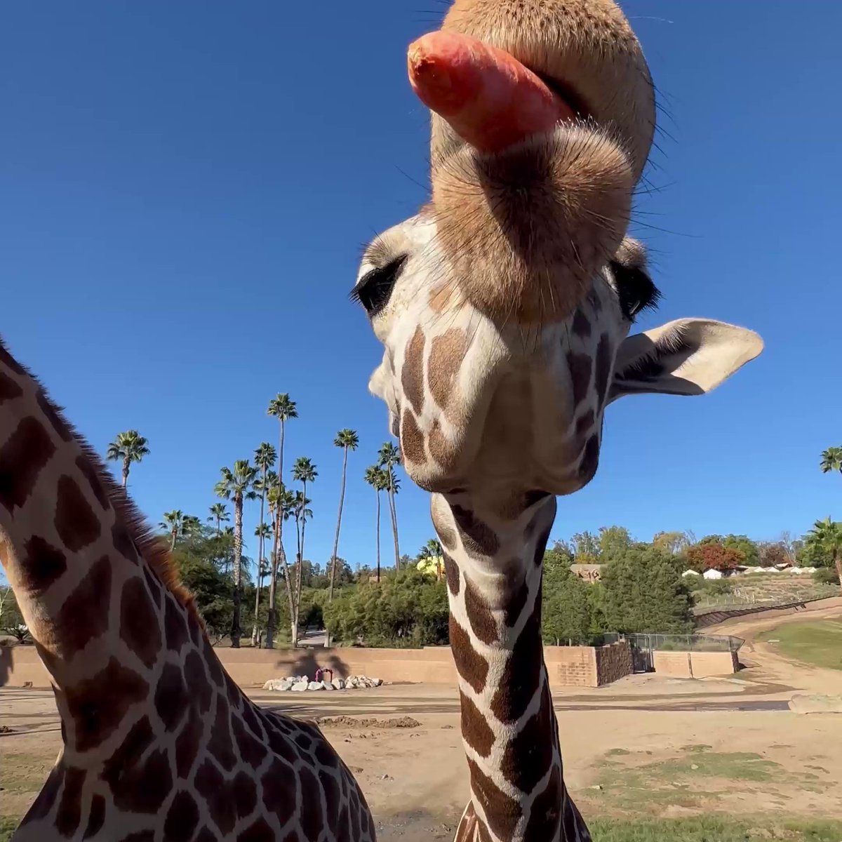 San Diego Zoo Wildlife Alliance on Twitter: "The newest tall boy in