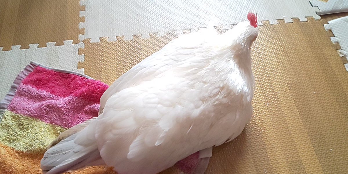 ニワトリさんの世話人様専用-