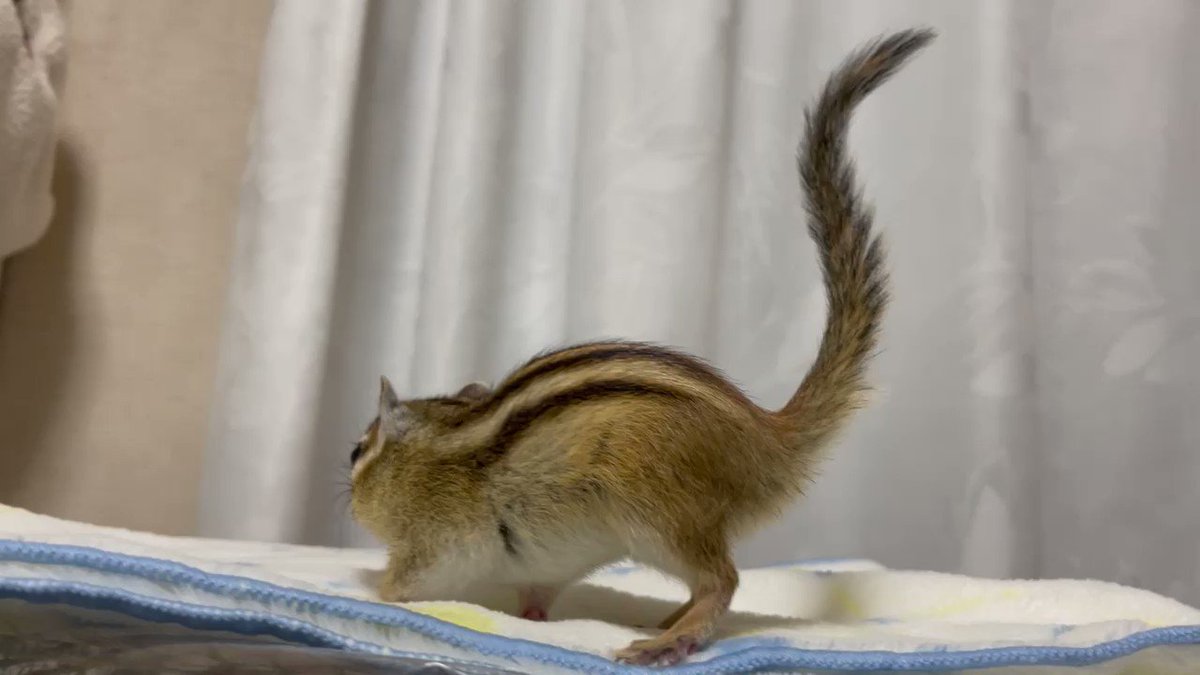 シマリス キキ And チロ Kikichannel13 Twitter