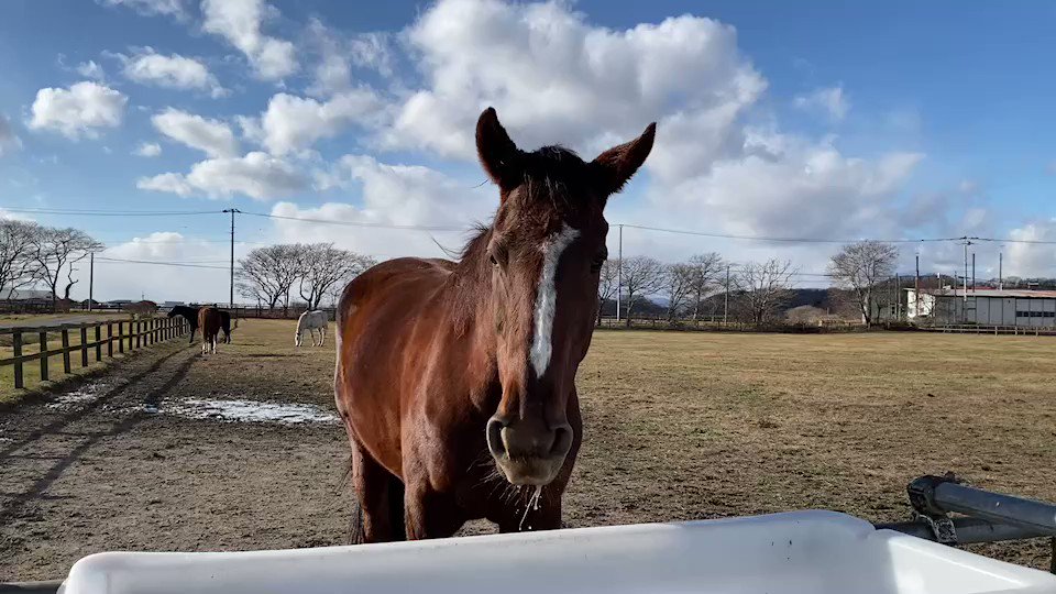 ララフォーナ🐴💕だ🥹♥️♥️♥️ 