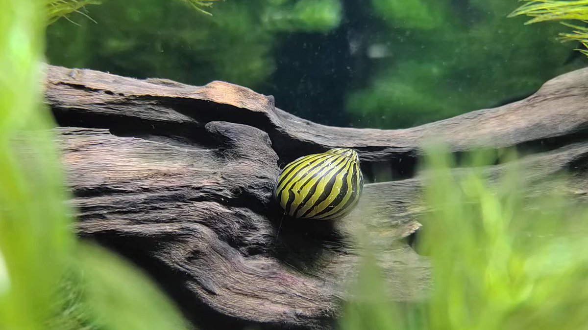 アカハライモリ 小型魚混泳水槽におすすめの両生類 俺視点