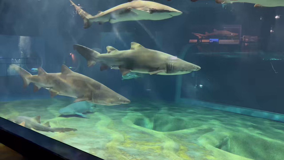 公式 アクアワールド茨城県大洗水族館 関東最大規模の海の総合ミュージアム 公式 アクアワールド茨城県大洗水族館 関東最大規模の海の総合ミュージアム