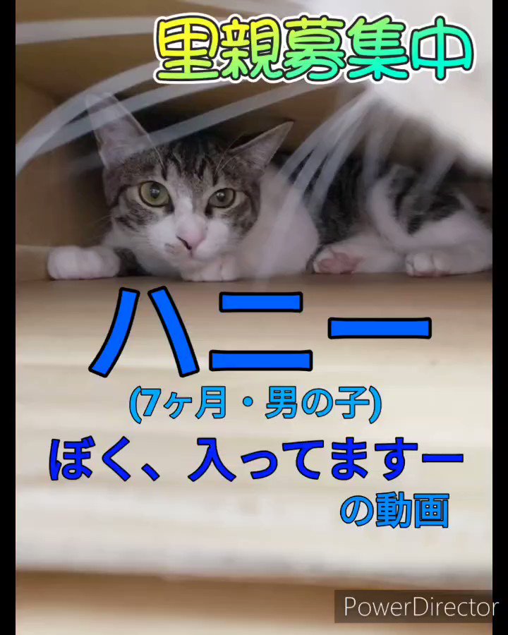 保護猫カフェ 猫ホテルねこんチ 大阪にある猫カフェ 子猫のへや
