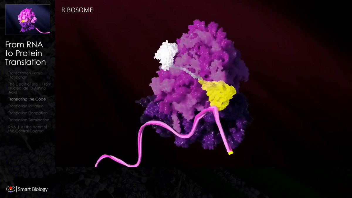Smart Biology (@SmartBiology3D) / Twitter Smart Biology (@SmartBiology3D) / Twitter