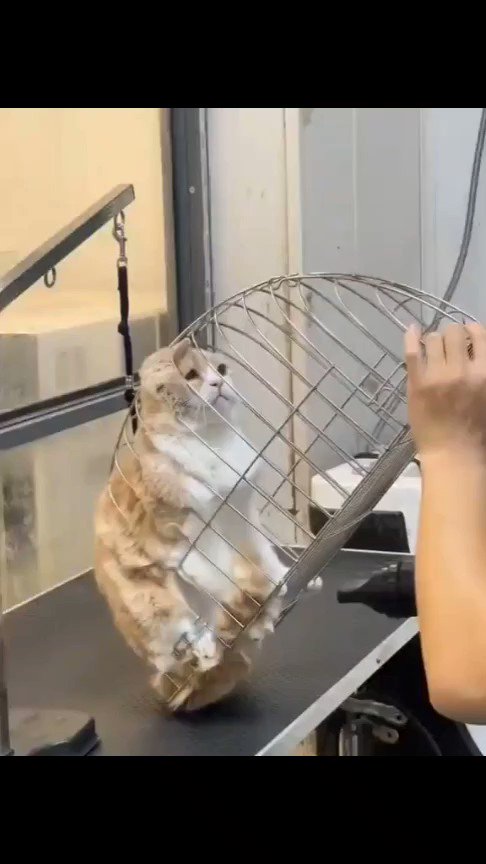 Высохший кот. Котик на сушилке с синей. как правильно высушить кота.