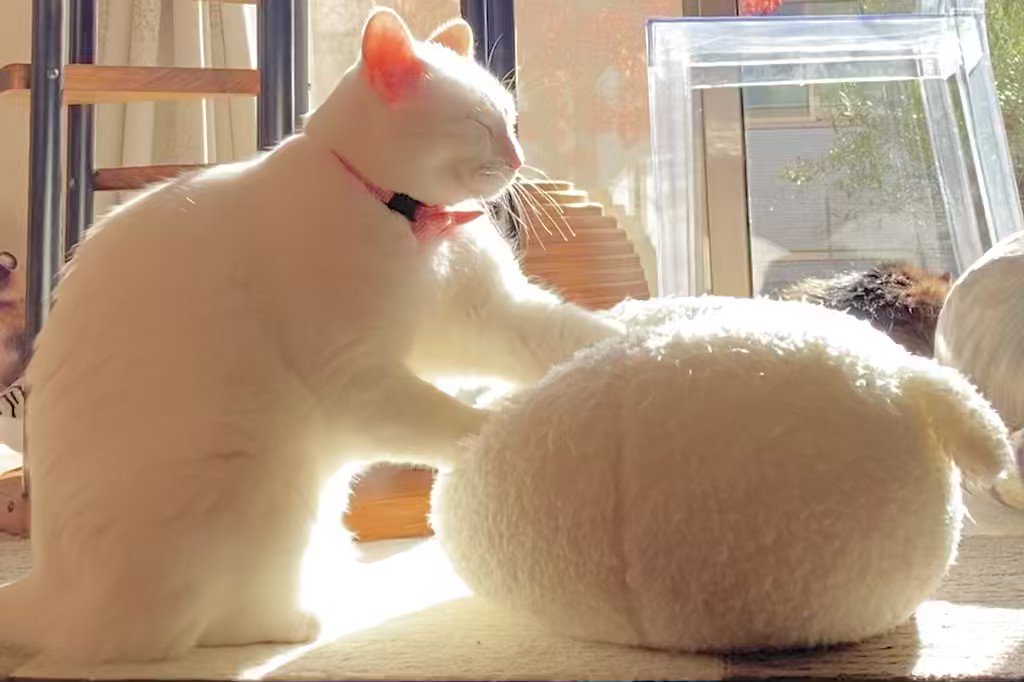 「モミ神さま」降臨。真っ白い猫ちゃんが可愛すぎる！