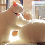 「モミ神さま」降臨。真っ白い猫ちゃんが可愛すぎる!