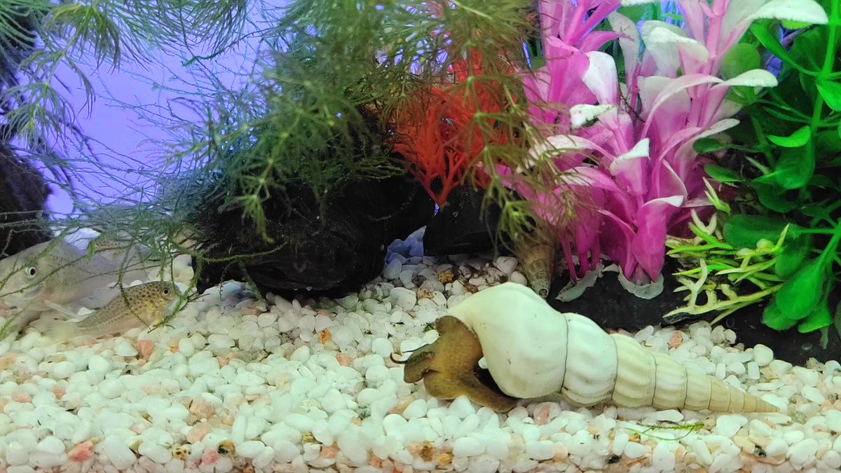 アカハライモリ 小型魚混泳水槽におすすめの両生類 俺視点