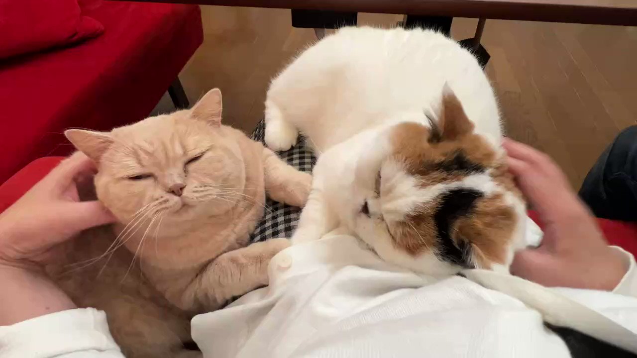 猫は液体 みかんとじろうさんち Jirosan77 Twitter