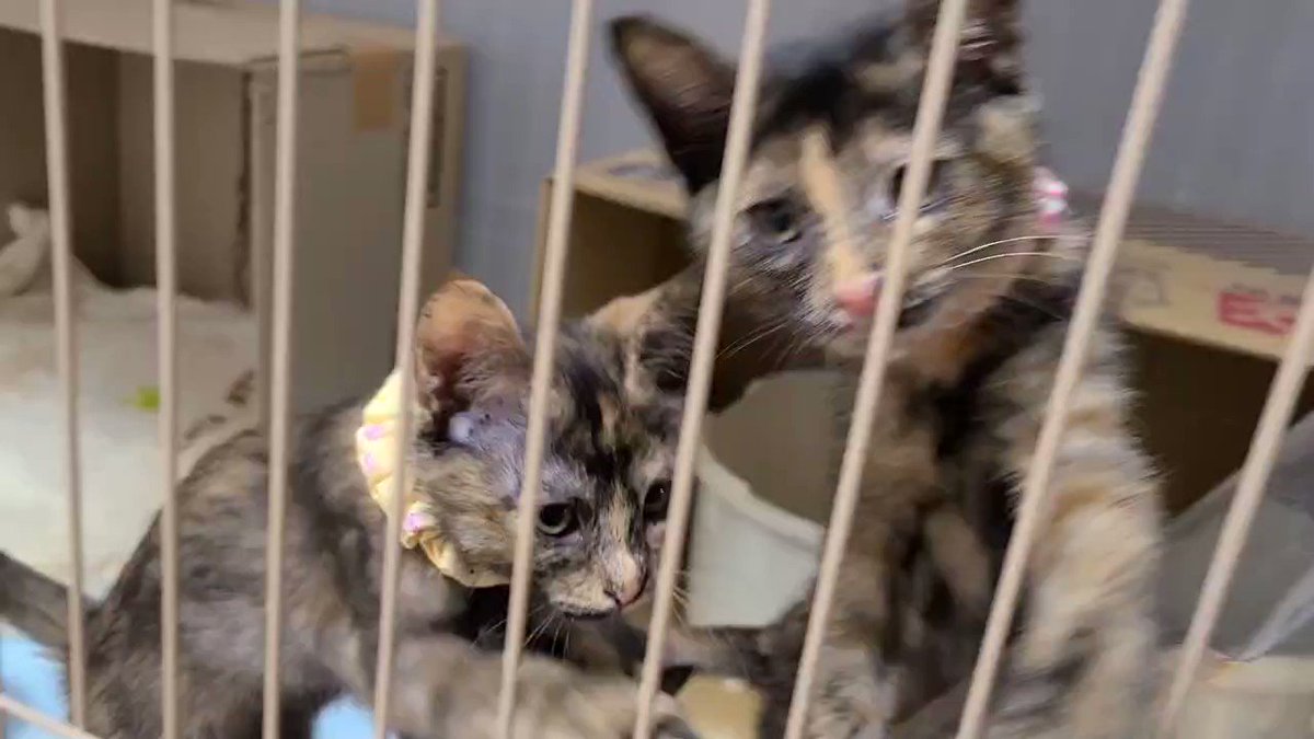真は錆猫が好き 錆猫 on X: 