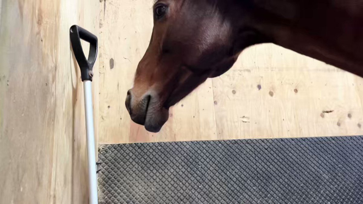 ミニくん何を思う...🤔😂　
#TCC #ホースシェルター
#ナリタミニスター #馬 