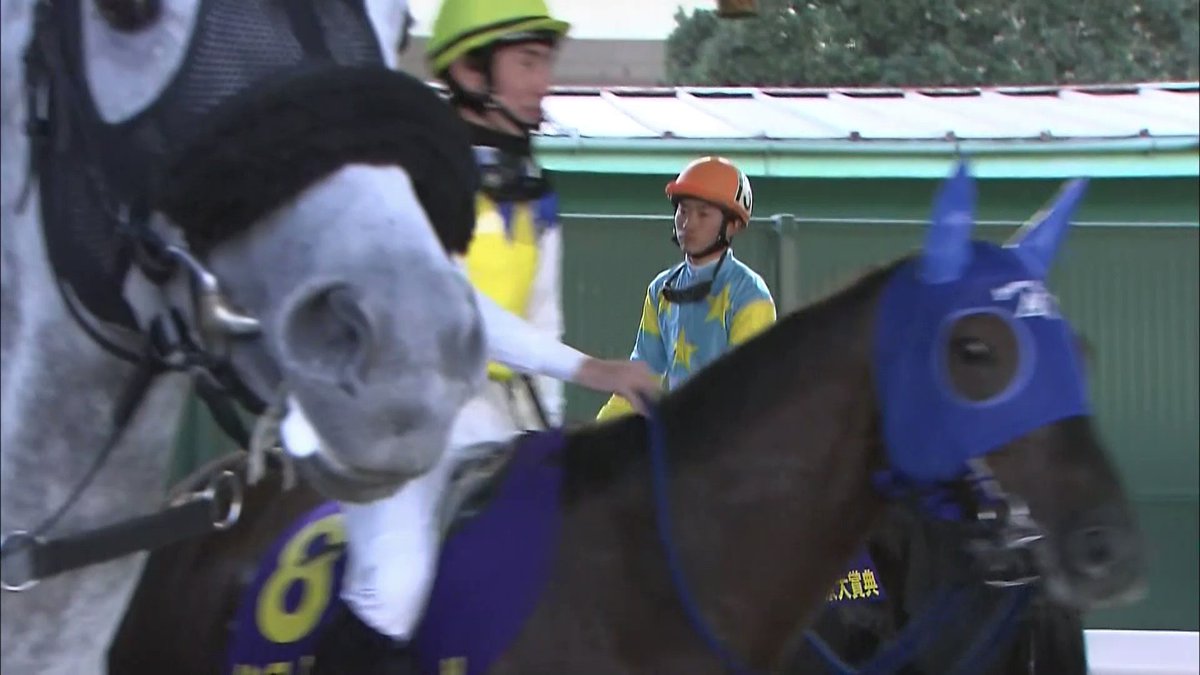 べつに芦毛好きな訳じゃないけど、オメガパフュームとクインズサターン（道営）は好きすぎる 