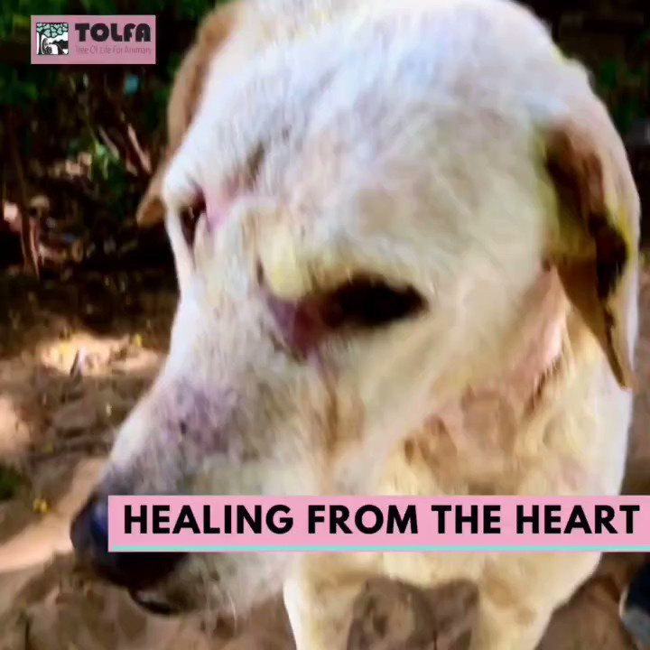 TOLFA Tree Of Life For Animals (@TOLFAcharity) / Twitter TOLFA Tree Of Life For Animals (@TOLFAcharity) / Twitter