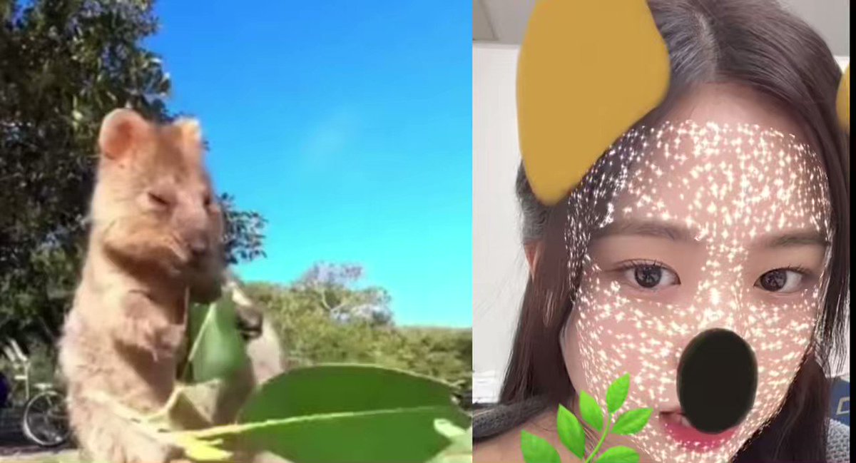 𝐺𝑜𝑚𝑚𝑦 on Twitter "That video of a quokka being highly amused with a human juggling reminded me