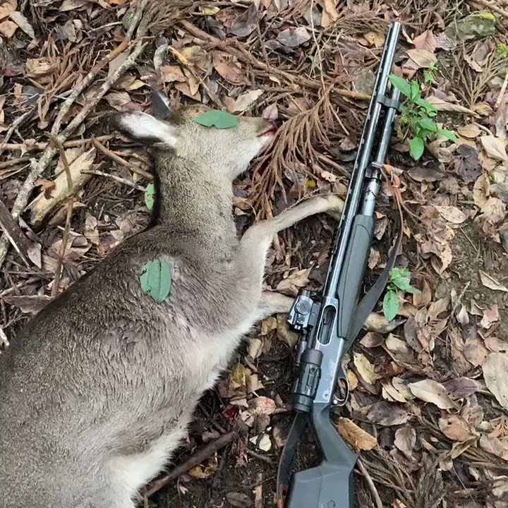 自分で撃った二ホンジカでレバニラ炒め作る動画。強すぎる。