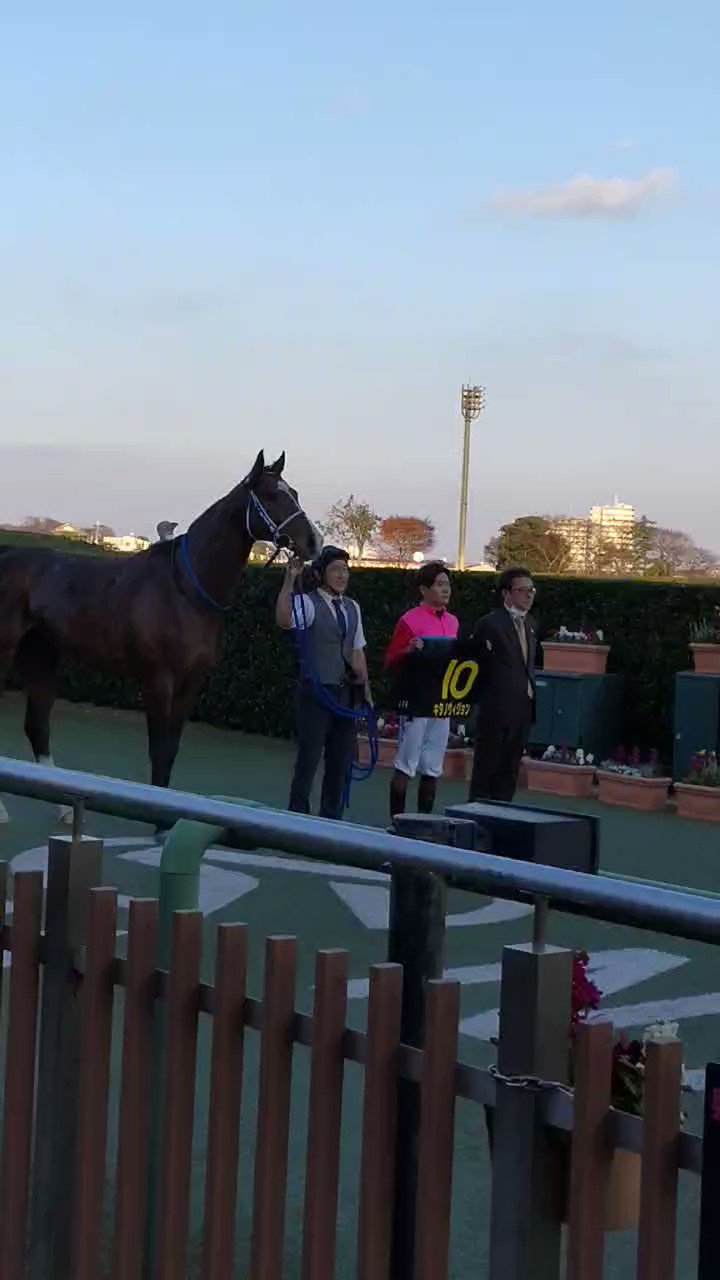 競馬 C.デムーロ騎手 サイン入り 実使用 ジョッキーパンツ