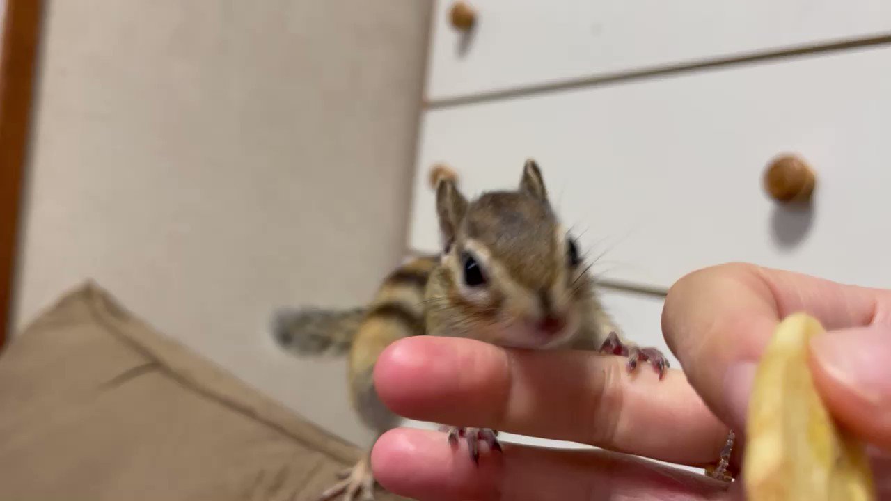 シマリス Twitter Search Twitter