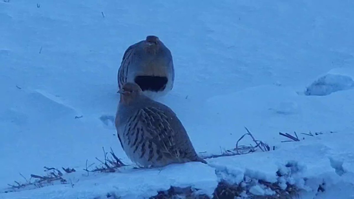 Шар шувуу🦉 on Twitter: "Тоож байгаа ч шинж алга. Юу идэхээрээ ийм ...