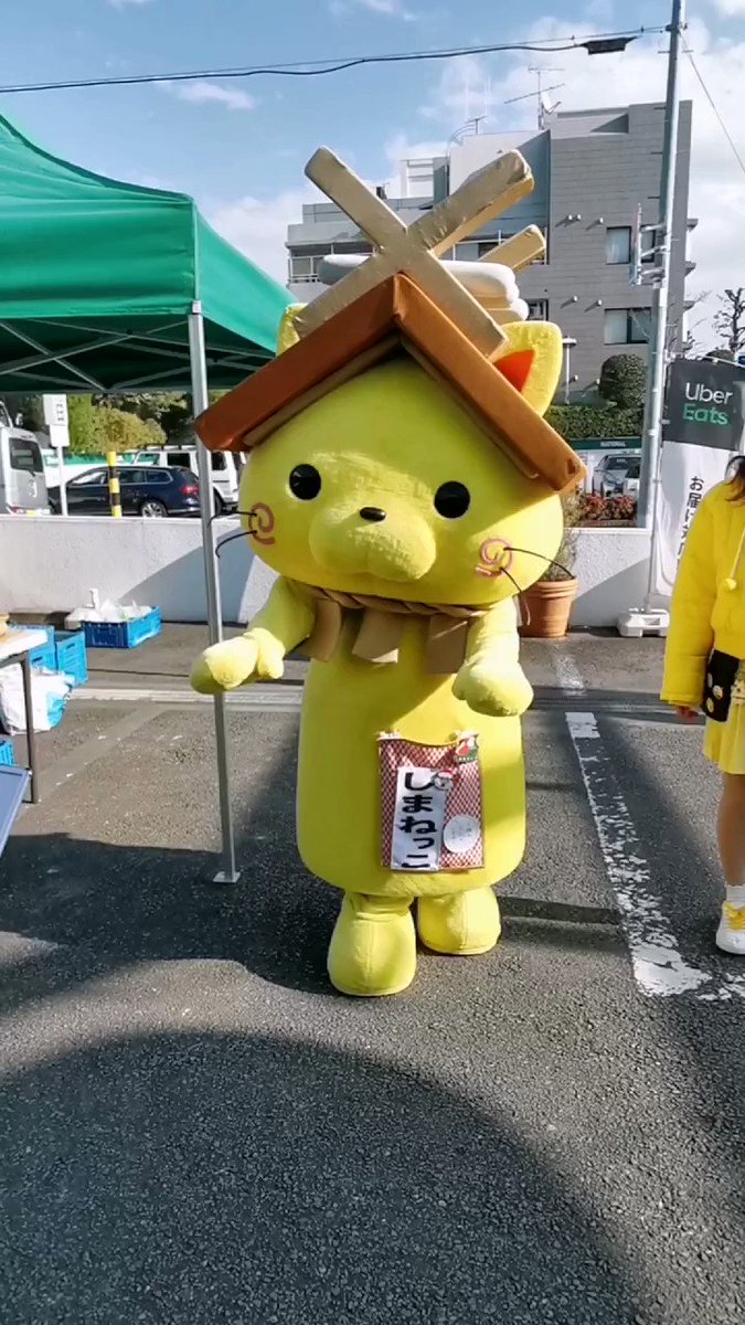 高額売筋 しまねっこファイル3枚セット ecousarecycling.com