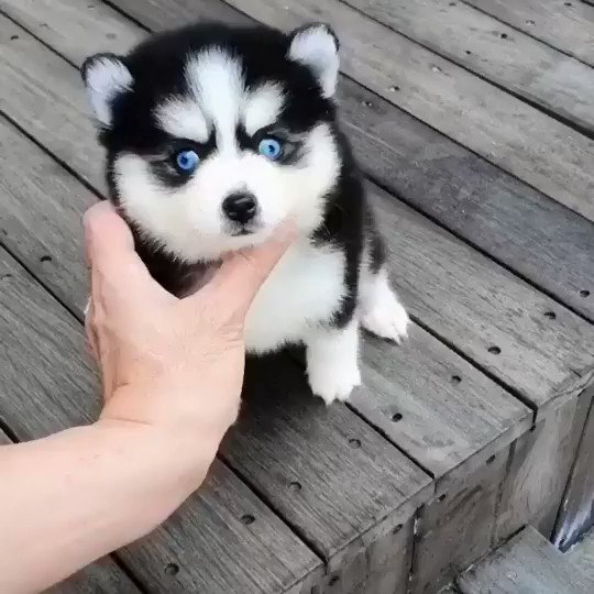 really cute baby husky puppies