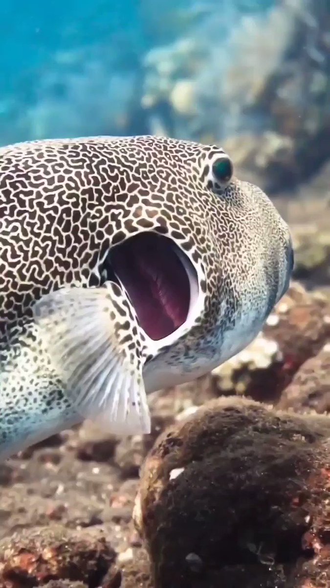 Massimo on Twitter "A starry pufferfish getting cleaned by a