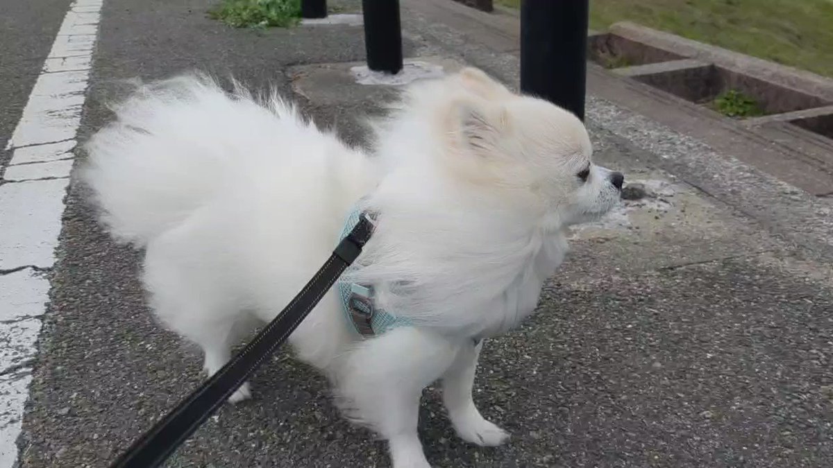 ぽめらにあん dogsofinstagram #dog #ワン #わんこのいる生活 #ぽめらにあん