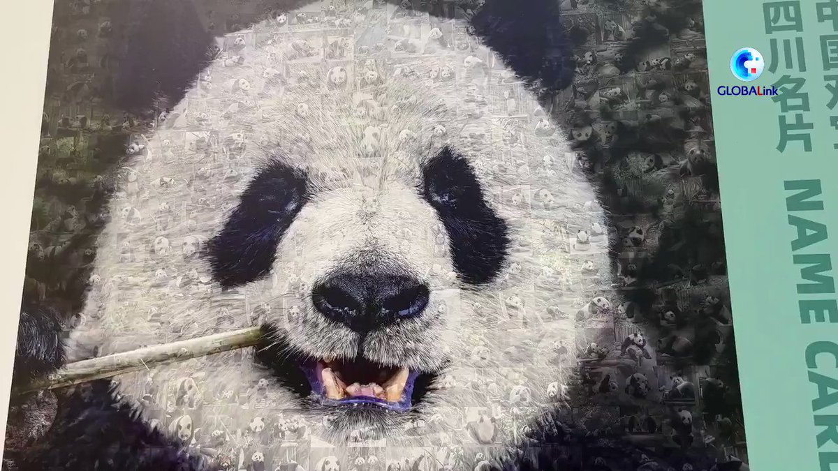 Hua Chunying 华春莹 on Twitter: "China's efforts to protect giant pandas