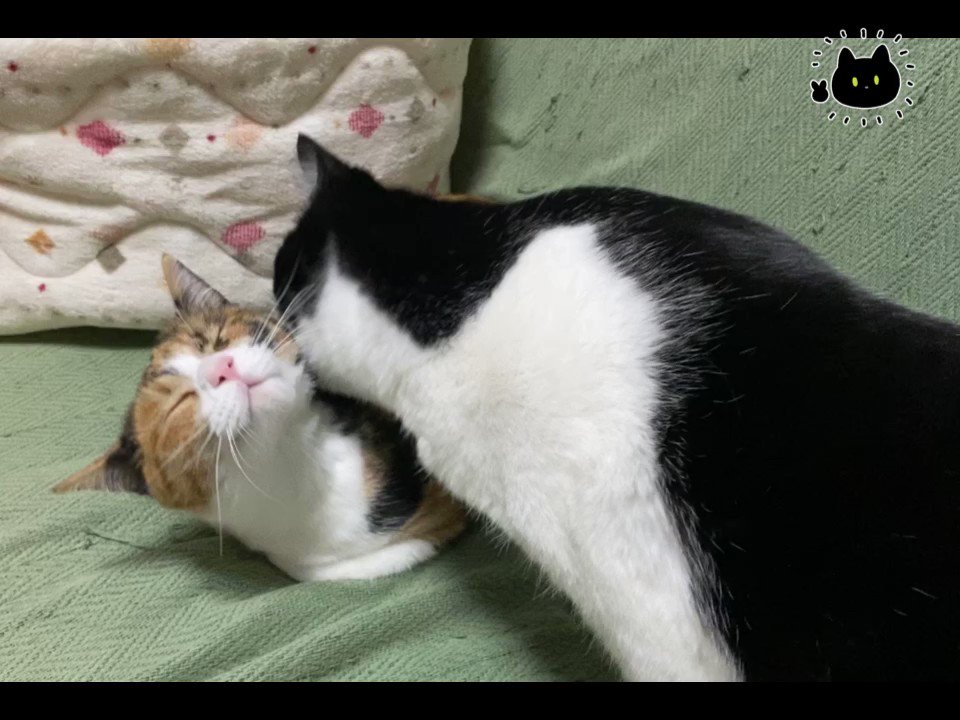 猫　毛づくろい mother_cat_title-1024x534.jpg