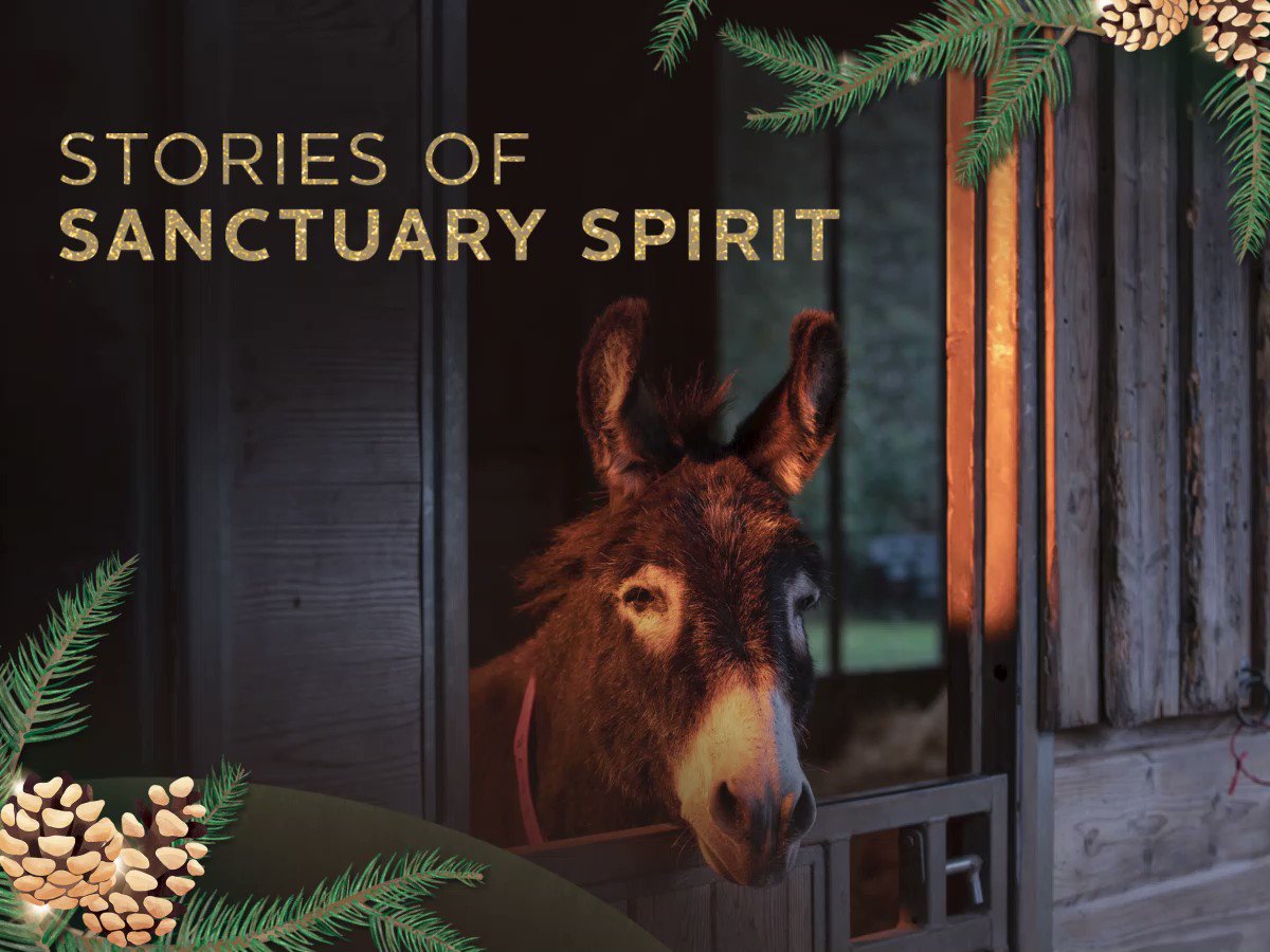The Donkey Sanctuary (@DonkeySanctuary) / Twitter