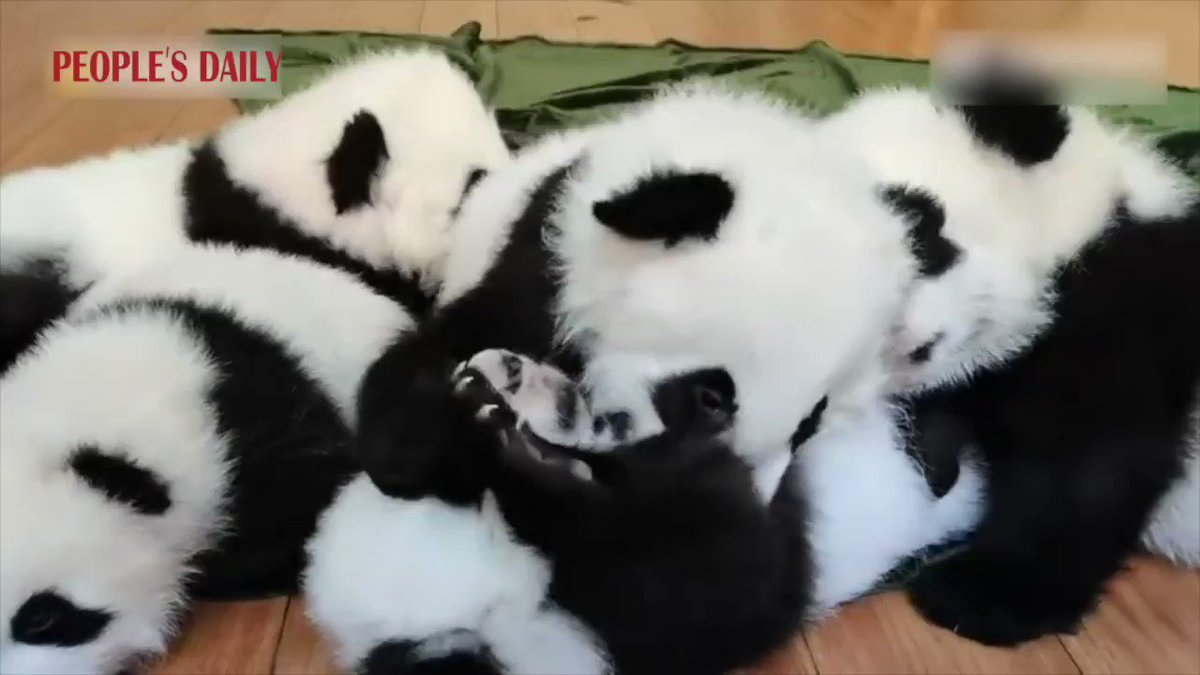 Party time! Six panda cubs born at Qinling Giant Panda Research Center