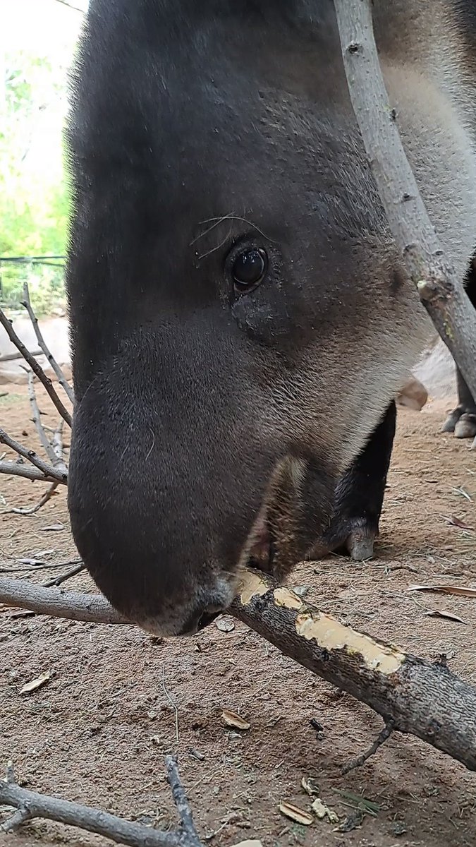 Pat on Twitter: "RT @ReidParkZoo: Follow your nose! For a Baird's tapir