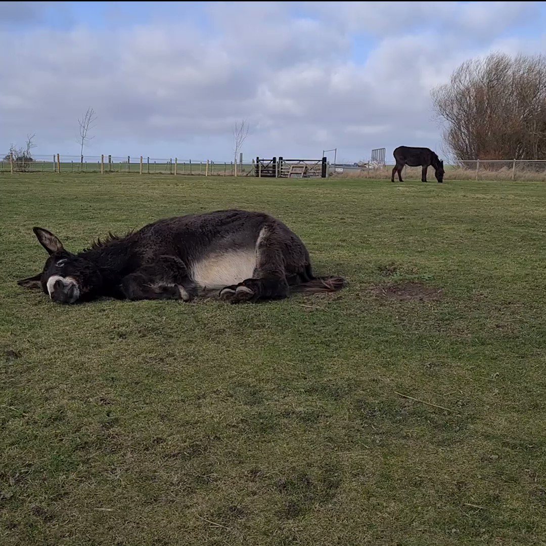 The Donkey Sanctuary (DonkeySanctuary) / Twitter