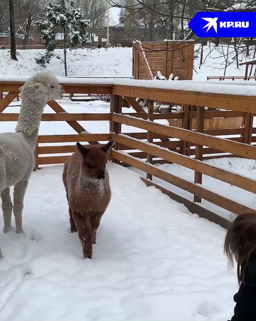 вднх альпаки городская ферма. вднх альпаки городская ферма.