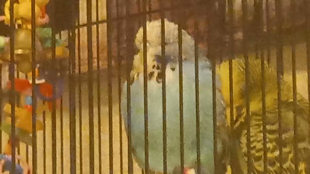 ANDY GIBSON on Twitter "My budgie keeps making this weird noise and I