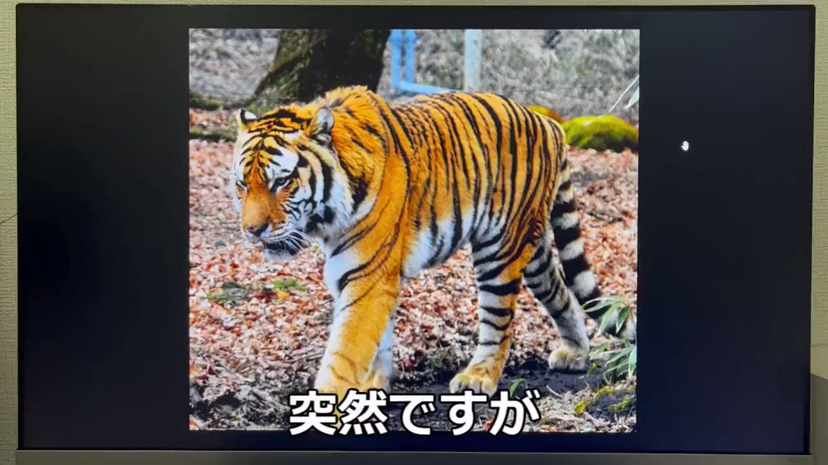 何か商品が表示される？トラの縞模様を読み込んでみた！