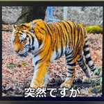 何か商品が表示される？トラの縞模様を読み込んでみた!